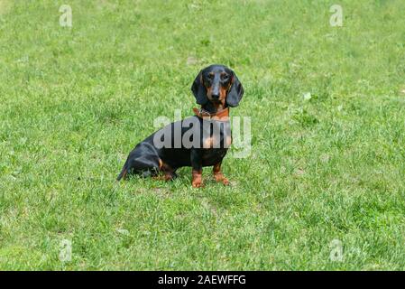 Black dachshund puppy sitting outside green grass background Stock Photo