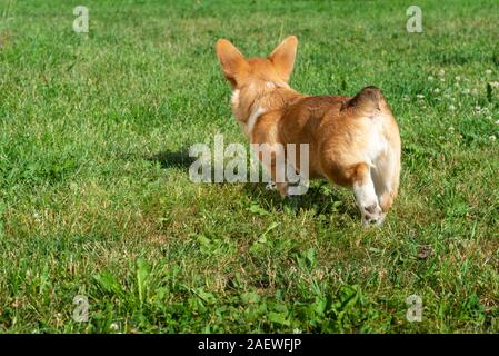 Pembroke Welsh Corgi puppy stands back on the grass background Stock Photo
