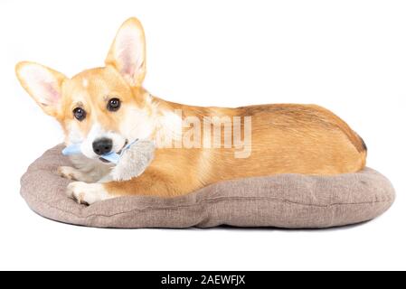 brush for corgi