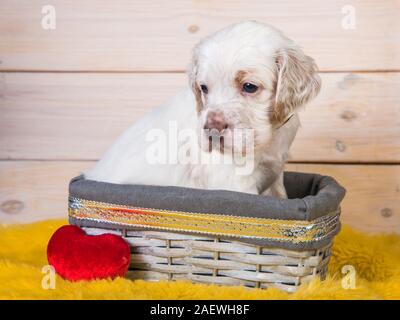 Cute English Setter puppy dog in a wood basket. Stock Photo
