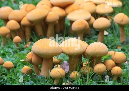 Phaeolepiota aurea, known as golden bootleg or golden cap, wild mushrooms from Finland Stock Photo
