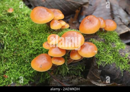 Flammulina velutipes, known as enokitake, futu, seafood mushrooms, winter mushrooms or winter fungus, velvet foot, velvet stem or velvet shank Stock Photo