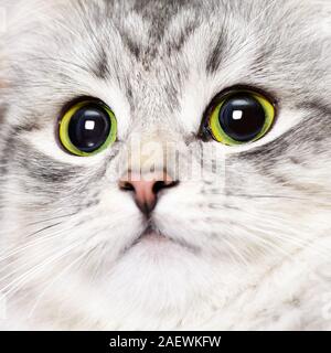 Female cat of siberian breed, grey silver color. Pretty animal indoor