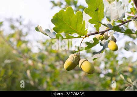 Big yellow acorns on oak tree green leaves background Stock Photo