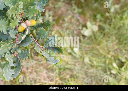 Big yellow acorns on oak tree green leaves grass background Stock Photo