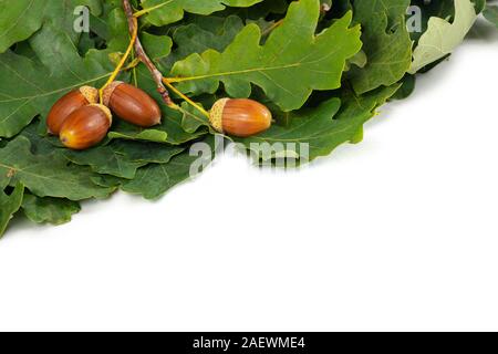 Four acorns and branch with leaves white background Stock Photo