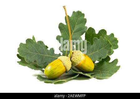 Two yellow acorns on oak leaves closeup white background Stock Photo