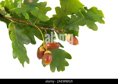 Four acorns on a branch green leaves white background Stock Photo