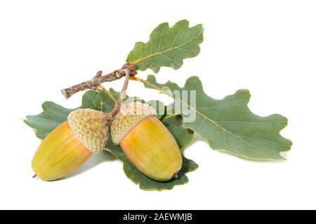 Two big yellow acorns on leaves white background Stock Photo