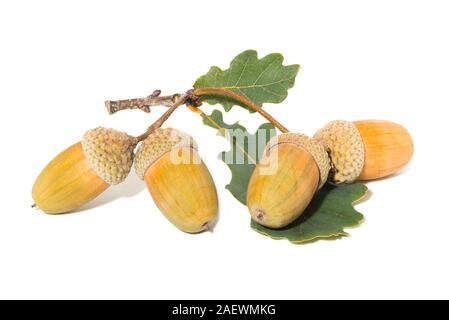 Four big yellow acorns on leaves white background Stock Photo