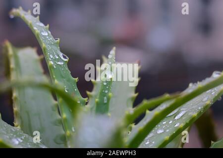 Aloe vera plant. Wet in the winter rain, the smell of soil, health, home,  and all that is good in winter Stock Photo - Alamy