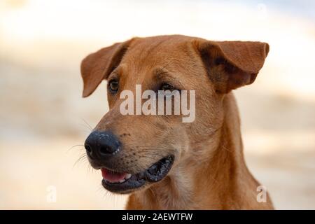 Old homeless brown dog portrait head closeup Stock Photo