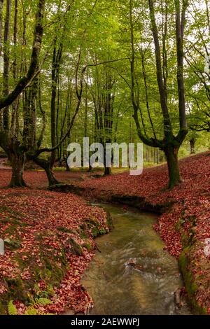 landscape in autumn in a forest Stock Photo