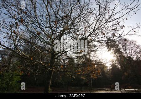 Tree without leaves in the New Forest,Bolderwood against sun Stock Photo