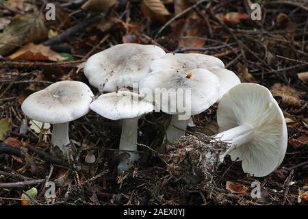 Clitocybe nebularis, known as the clouded agaric or cloud funnel, mushrooms from Finland Stock Photo