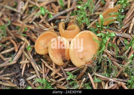 Otidea tuomikoskii, known as rabbit ear or split goblet fungus Stock Photo