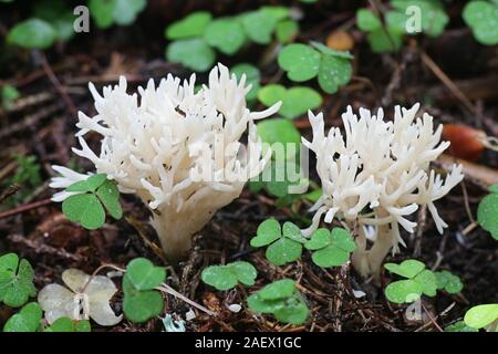 Clavulina cristata, known as the white coral fungus or the crested coral fungus, wild mushrooms from Finland Stock Photo