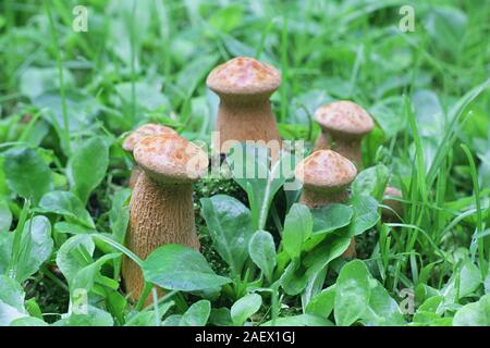 Phaeolepiota aurea, known as golden bootleg or golden cap, poisonous mushrooms from Finland Stock Photo