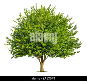 Beautiful green tree isolated on white background Stock Photo - Alamy