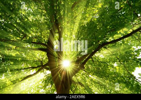 The warm morning sun dramatically casting intense rays through a large tree Stock Photo