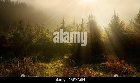 Fir trees in fog and dreamy light with a darker mood, caused by sun beams falling through them from behind Stock Photo