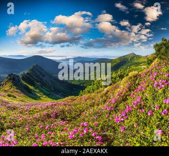 Magic pink rhododendron flowers on summer mountain. Dramatic overcast ...