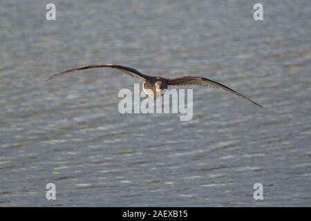 Front view close up of wild Eurasian curlew (Numenius arquata) isolated outdoors, in head-on, midair flight over water. Flying UK curlew bird, winter. Stock Photo