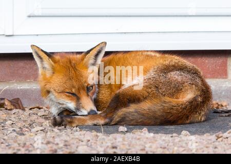 Urban red fox (Vulpes vulpes) outdoors in daylight, curled up relaxing in winter sunshine in UK garden, one eye closed shut as if winking! Stock Photo