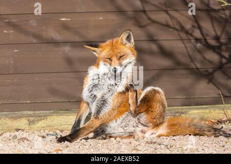 Close up of wild urban UK red fox (Vulpes vulpes) isolated outdoors in daylight, sitting in winter sun having a scratch, eyes closed shut in UK garden. Stock Photo