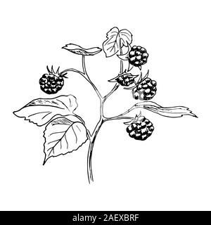 Ripe raspberries on the branch with leaves. Hand drawn Sketch style ink pen vector illustration Stock Vector