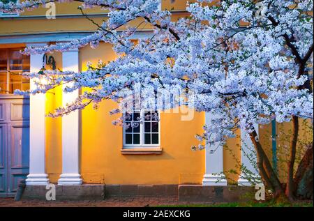 Night scene of blooming cherry illuminated by lamp from the Town Hall in Kassel, Germany, Europe. Stock Photo