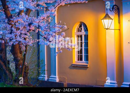 Night scene of blooming sakura illuminated by lamp from the Town Hall in Kassel, German, Europe. Stock Photo