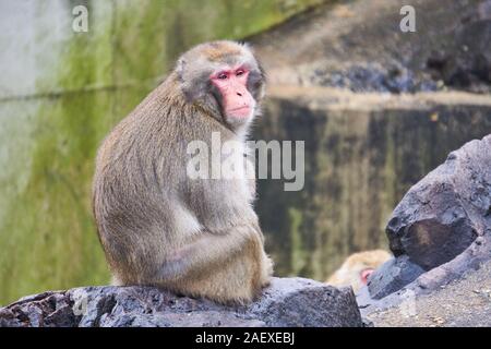 a-furry-red-faced-japanese-