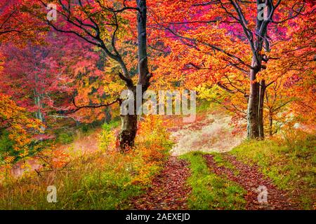 Colorful autumn trees in forest. Carpathian, Ukraine, Europe. Toning effect. Stock Photo