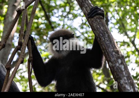 Cramp like hi-res stock photography and images - Page 2 - Alamy