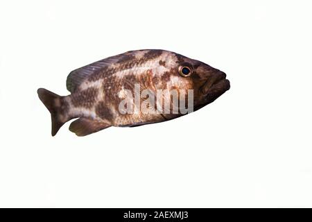 African Cichlids aquarium Stock Photo