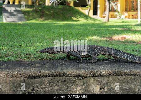 Big lizard walks in the garden in summer Stock Photo