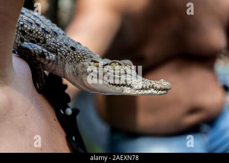 A small crocodile sits on a people shoulder. Close-up. Stock Photo