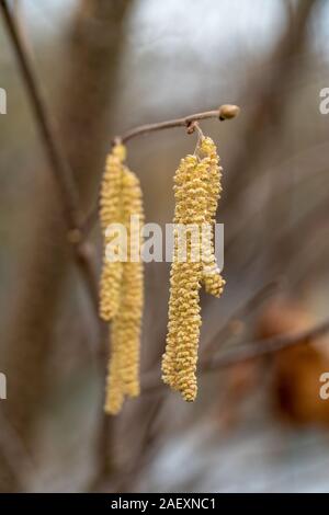 Catkins hanging on a tree branch in early spring in Germany Stock Photo