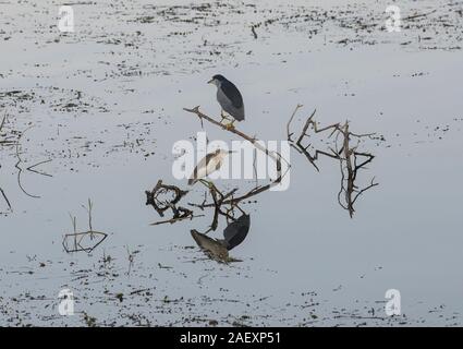 Night heron nycticorax nycticorax and squacco ardeola ralloides wild bird stood on branch of river bank marshland with reflection Stock Photo