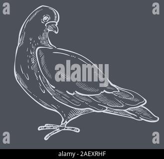 White pigeon and dove bird side view hand drawn sketch Stock Vector