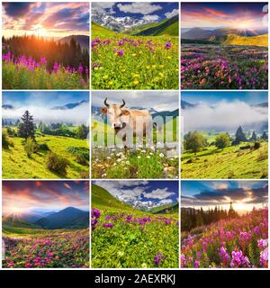 Collage with 9 square summer landscapes. Stock Photo