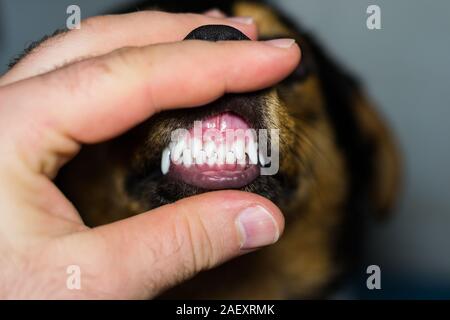 new teeth in dog at the six months old Stock Photo - Alamy