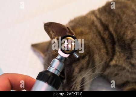 otoscopic examination in cat at the veterinary clinic Stock Photo