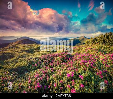 Colorful summer sunrise in the mountains covered with blooming rhododendron flowers in soft morning light. Stock Photo