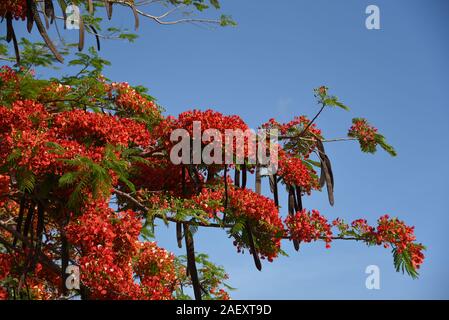 Summer in Queensland Australia is made more beautiful by the blooms and seed pods of the Flame tree. Stock Photo