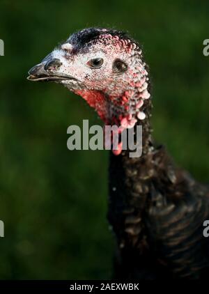 A Norfolk Black turkey, at Termonfeckin Delicous Turkeys farm, Co. Louth, one of a handful of free range turkeys that will avoid the Christmas cull and live to see the New Year. The small number of turkeys are held back to fill orders for later celebrations early in the new year. Stock Photo