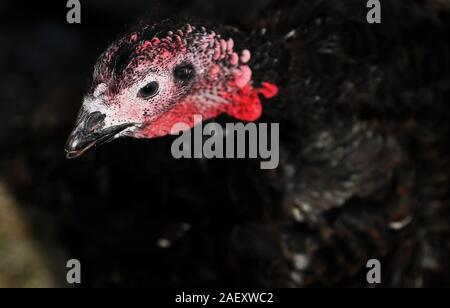 A Norfolk Black turkey, at Termonfeckin Delicous Turkeys farm, Co. Louth, one of a handful of free range turkeys that will avoid the Christmas cull and live to see the New Year. The small number of turkeys are held back to fill orders for later celebrations early in the new year. Stock Photo