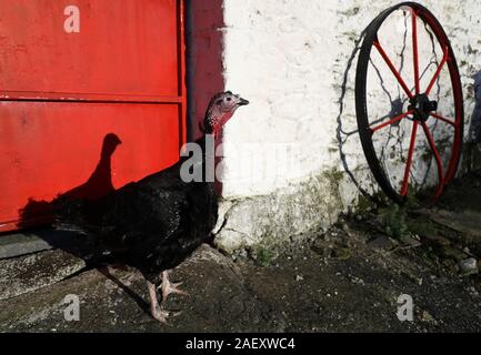 A Norfolk Black turkey, at Termonfeckin Delicous Turkeys farm, Co. Louth, one of a handful of free range turkeys that will avoid the Christmas cull and live to see the New Year. The small number of turkeys are held back to fill orders for later celebrations early in the new year. Stock Photo