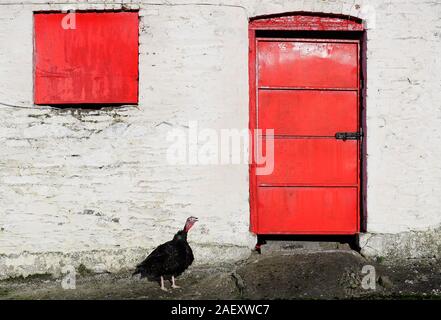 A Norfolk Black turkey, at Termonfeckin Delicous Turkeys farm, Co. Louth, one of a handful of free range turkeys that will avoid the Christmas cull and live to see the New Year. The small number of turkeys are held back to fill orders for later celebrations early in the new year. Stock Photo